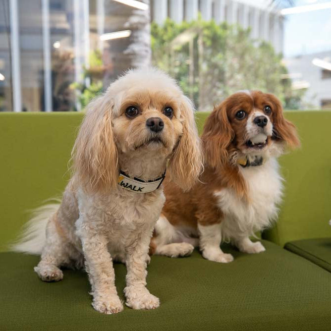 LOVE 4 A WALK - PATTERN #2 PET COLLAR & LEASH WEBTOON ENTERTAINMENT