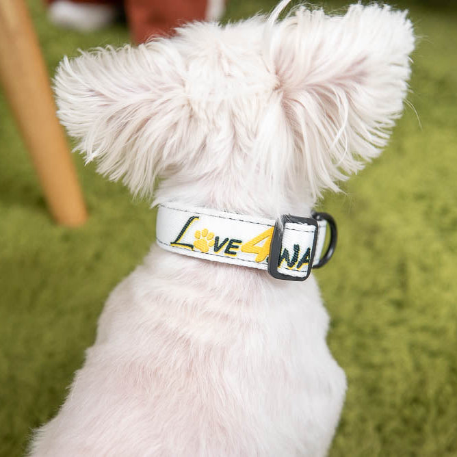 LOVE 4 A WALK - PATTERN #2 PET COLLAR & LEASH WEBTOON ENTERTAINMENT