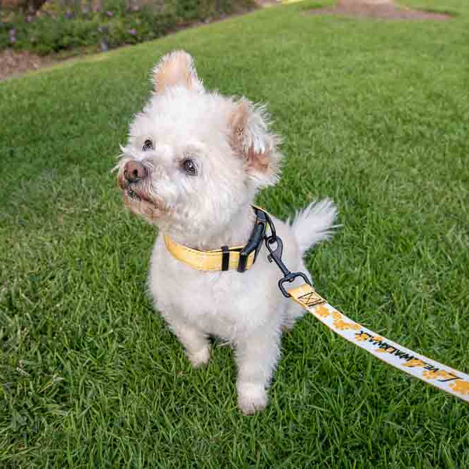 LOVE 4 A WALK - PATTERN #1 PET COLLAR & LEASH