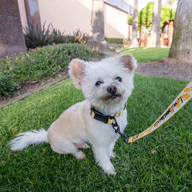 LOVE 4 A WALK - PATTERN #1 PET COLLAR & LEASH