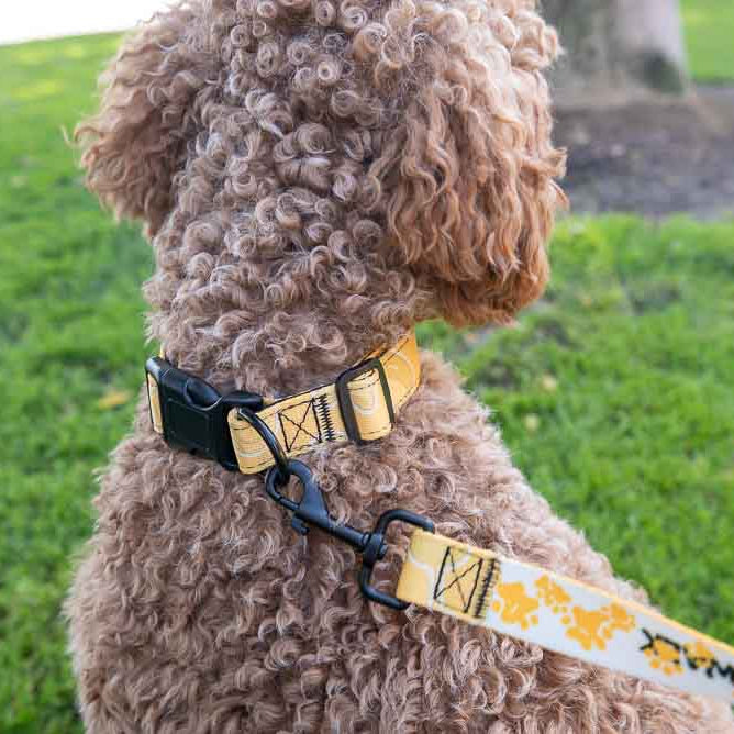 LOVE 4 A WALK - PATTERN #1 PET COLLAR & LEASH