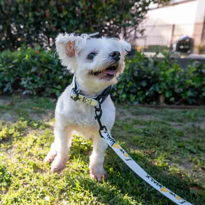 LOVE 4 A WALK - PATTERN #2 PET COLLAR & LEASH WEBTOON ENTERTAINMENT